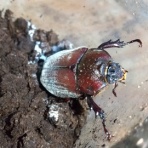 蛍のテラリウム、カブトクワガタ飼育