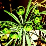 ユーフォルビア・オベサ・ドットコム