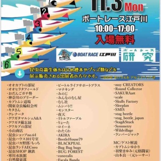 オオカブトの部屋