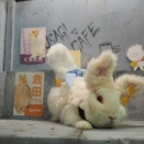 2月24日のグルーミングフォト