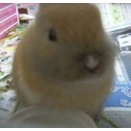 癒しの天使、森の妖精だったチャッピー