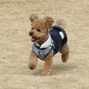 茶太郎くん　一生懸命です。