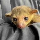 キンカジュー　ベビー