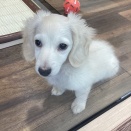 ミニチュアダックスくん🌟