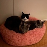 『猫ちゃんとお話して謝ったら…こうなりました♡』の画像
