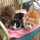 すみれ・・逝く・・