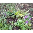 「ハナダイコン」