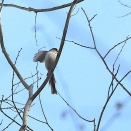 今季初キビタキ、キマユムシクイ、シメ、アオジ、カワラヒワ、シロハラ、ツグミ、エナガ など