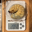 2025年現在の飼育状況