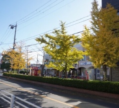 じゃんぼスクエア交野前のイチョウが黄色く色づいてる！