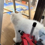 『2025年活動まとめ - 文化祭みたい！ねこちゃん部屋の壁紙貼り』の画像