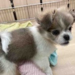 ペットショップワンラブ　カインズ北本店　スタッフブログ　埼玉県北本市