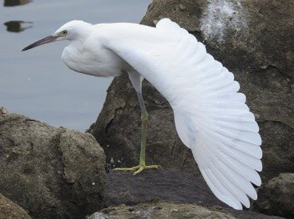 2025年8月2日の野鳥公園