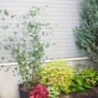 長年憧れていたあの植物が我が家に！！