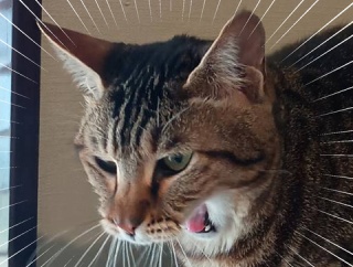 疲れが出た子どもたち。と、ハニーイエローの肉球つくりました。