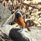 2026年1月14日の野鳥公園