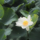 『夏めく　２　一方の平家池でも』の画像