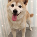 シャンプーセット　柴犬　片田