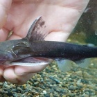 『熱帯魚オススメ情報(ベレン便)』の画像