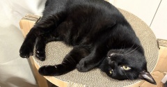 【猫写真】くつろぎ方で黒猫を見分ける