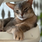 いぶし銀？ぼくさま