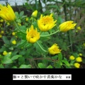 16-29写真俳句★(1028)黄菊