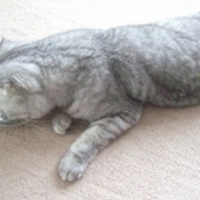 猫は自分の姿を理解している？していない？