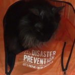 公園のネコたち