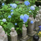 『明月院ブルー　４　六地蔵』の画像