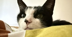 ◎日曜のにゃんこ583◎