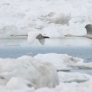 流氷の隙間を飛ぶオオハクチョウ Whooper Swan