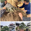 150キロの鉢！クレーン吊り上げの黒松植替え‼️