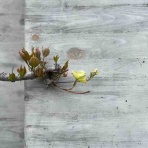 ありふれた毎日