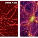 宇宙って実は生物の脳細胞なんじゃね
