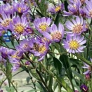 紫苑の花に群がる