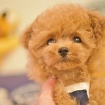 ☆かわいいトイプードル&ラブラドール☆赤ちゃん情報