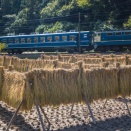 10月の川根路　稲架掛けとブルトレ