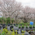 大和路ぶらぶら