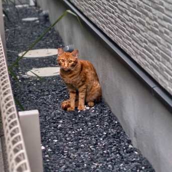 誰！？　それはレッド １８