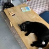 【ポチクロ猫日記】マイペース大物クロさん【お迎え５日目】