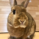 Bunny! Bunny!
