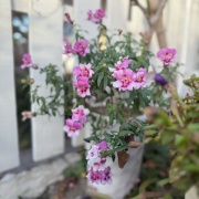 ＊スーパートレニアカタリーナが綺麗！一年通しておすすめしたい花です