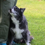 【犬のいる暮らし】６０歳からはやりたい放題だけどね♪