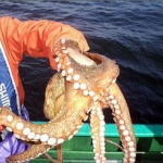 東京湾でマダコ大量発生！　関西で流行の「エギ」を使ったサオ釣りで挑戦