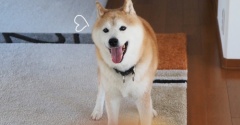 やっぱりボールキャッチは苦手な犬