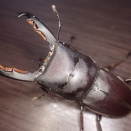 タウルスヒラタ(原名亜種) スマトラ島 アチェ州産 WF1 飼育記録2025〜2026