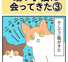 甥っ子猫に会ってきた③