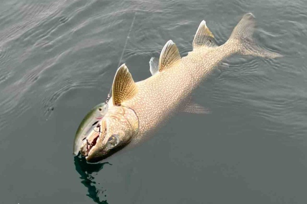 ORA Minnow Serendipity