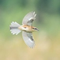 2025年10月26日の野鳥公園