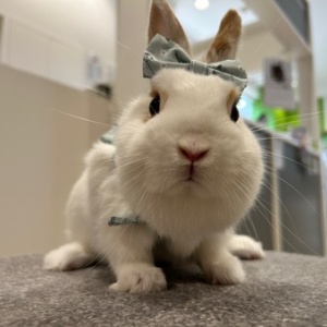 新おやつ紹介 : うさぎブログ うさぎのしっぽ公式ブログ「日々しっぽ」